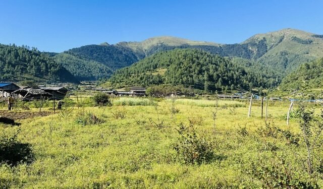 बागलुङ र पर्वतमा चक्लाबन्दी गरेर व्यावसायिक फलफूलखेती