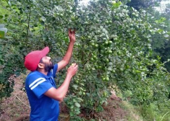बाँझिएको जमिनलाई फाँडेर रहरलाग्दो कागतीखेती