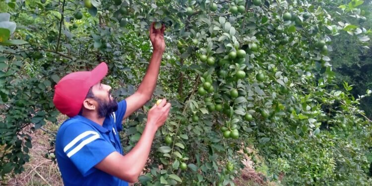 बाँझिएको जमिनलाई फाँडेर रहरलाग्दो कागतीखेती