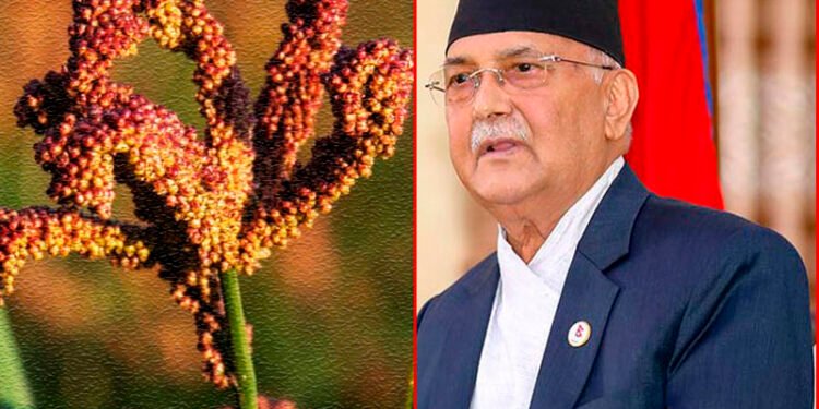 कोदो उत्पादन बढाऔं, कोदोका परिकारहरु उपभोग गरौं : प्रधानमन्त्री ओली