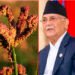 कोदो उत्पादन बढाऔं, कोदोका परिकारहरु उपभोग गरौं : प्रधानमन्त्री ओली