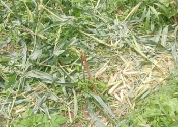 जङ्गली जनावरको आतङ्कले खेतबारीमै बास