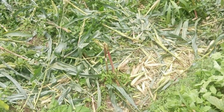 जङ्गली जनावरको आतङ्कले खेतबारीमै बास