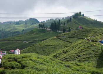 कन्यामको सुन्दर चिया बगान (फोटोफिचर)