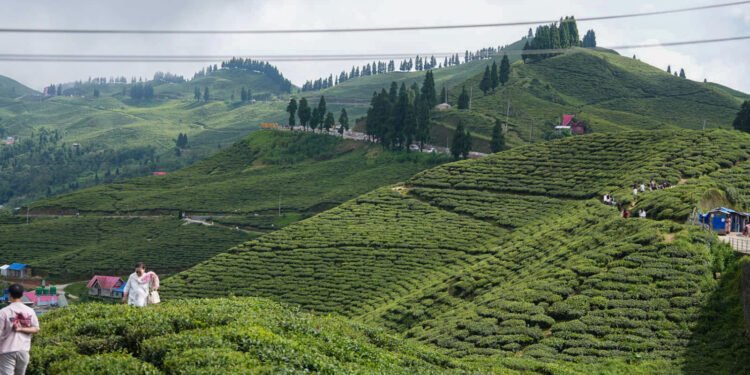 कन्यामको सुन्दर चिया बगान (फोटोफिचर)