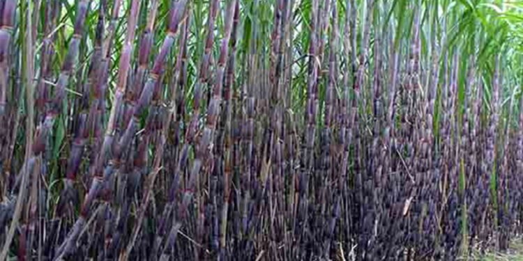 उखु किसानद्वारा अनुदान माग