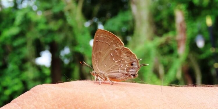 चितवनमा दुर्लभ पुतली ‘सिल्वर स्ट्रिकेड एकासिया ब्लु’ अभिलेख