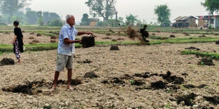 अधियाँ खेतीमै निर्भर छ भूमिहीन परिवार