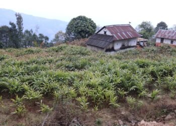 मूल्य बढेपछि अलैँची खेती विस्तारमा जुट्दै किसान