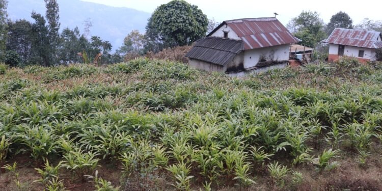 मूल्य बढेपछि अलैँची खेती विस्तारमा जुट्दै किसान