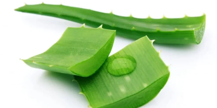 एलोभेराः बहुउपयोगी प्राकृतिक औषधि, यस्ता छन् स्वास्थ्य लाभहरू