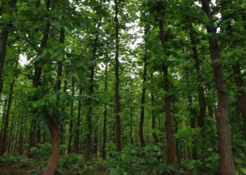 सामुदायिक वन समन्वय समितिको कार्ययोजनाः संरक्षणसँगै वैकल्पिक आयआर्जनमा जोड