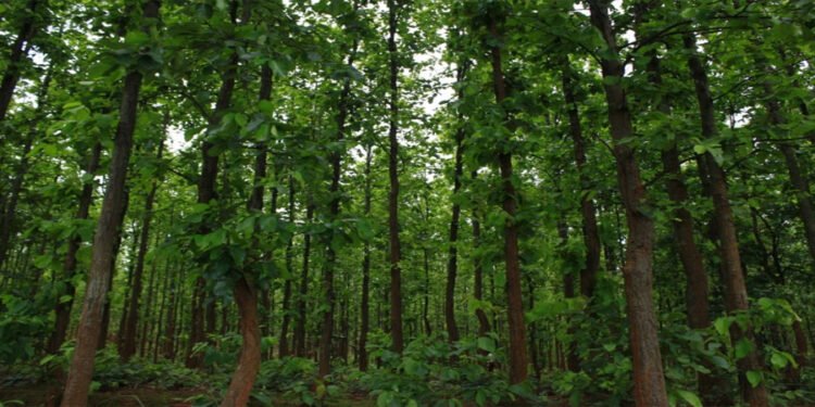 सामुदायिक वन समन्वय समितिको कार्ययोजनाः संरक्षणसँगै वैकल्पिक आयआर्जनमा जोड