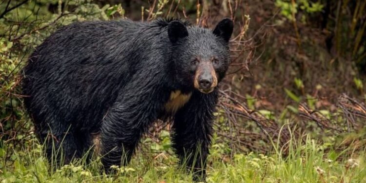 भालुको आक्रमणबाट एक महिला गम्भीर घाइते