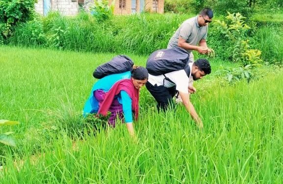 जेठो बुढो धानमा ‘ब्लाष्ट’ रोग देखियो