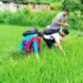 जेठो बुढो धानमा ‘ब्लाष्ट’ रोग देखियो