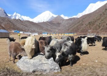 वन्यजन्तुको आक्रमणबाट मनाङमा ८७ पशुधन क्षति