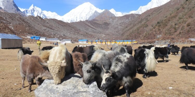 वन्यजन्तुको आक्रमणबाट मनाङमा ८७ पशुधन क्षति