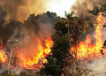 डढेलोबाट युरोपमा कार्बन उत्सर्जन तीन गुणा बढी, आठ लाख हेक्टरभन्दा बढी जमिन नष्ट