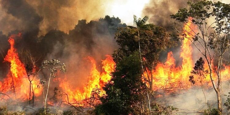 डढेलोबाट युरोपमा कार्बन उत्सर्जन तीन गुणा बढी, आठ लाख हेक्टरभन्दा बढी जमिन नष्ट