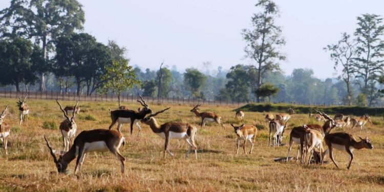 शुक्लाफाँटामा दुर्लभ वन्यजन्तु कृष्णसारको सङ्ख्यामा वृद्धि