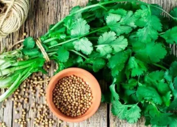 धनियाँको दानाले घटाउँछ तौल