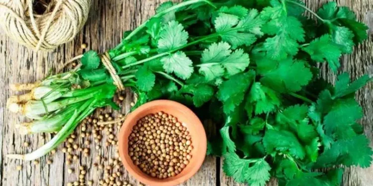 धनियाँको दानाले घटाउँछ तौल