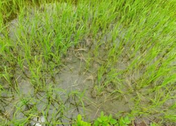 रोपो कुहिन थालेपछि किसान चिन्तित