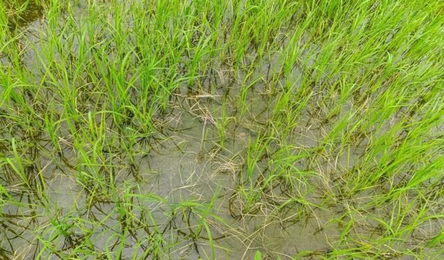 रोपो कुहिन थालेपछि किसान चिन्तित