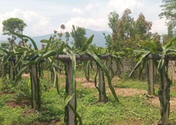 व्यावसायिक ड्रागनखेतीमा रमाउँदै भोजपुरका किसान