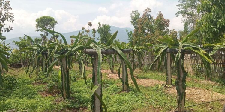 व्यावसायिक ड्रागनखेतीमा रमाउँदै भोजपुरका किसान