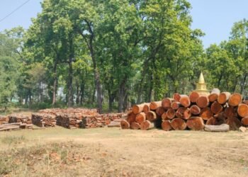 नीति अभावले करोडौँको काठ वनमै कुहिँदै