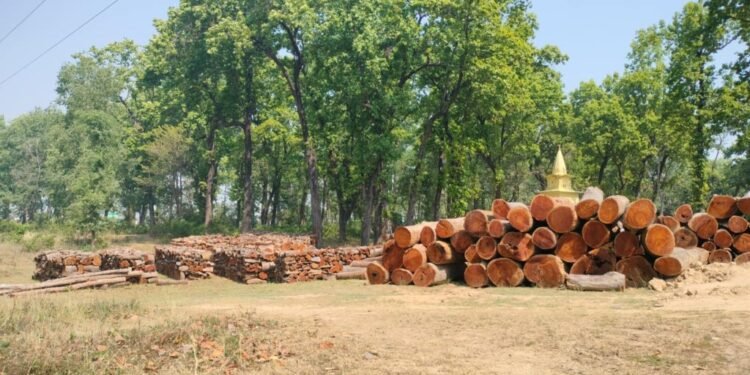 नीति अभावले करोडौँको काठ वनमै कुहिँदै