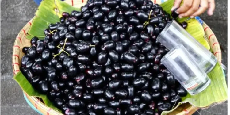 जामुन मधुमेहका बिरामीका लागि वरदान, यस्ता छन् सेवन गर्ने ४ तरिका