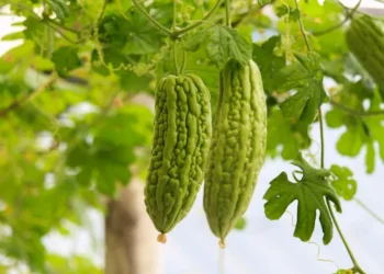 यस्ता छन् तिते करेलाका मिठा फाइदाहरू