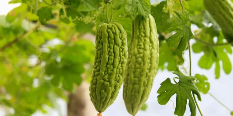 यस्ता छन् तिते करेलाका मिठा फाइदाहरू