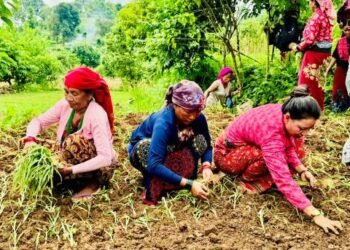 कोदो खेतीमा किसानको आकर्षण बढेन