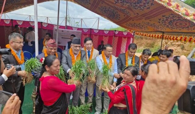 कोदो दिवस मनाइयो