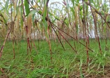 आज राष्ट्रिय कोदो दिवस मनाइँदै