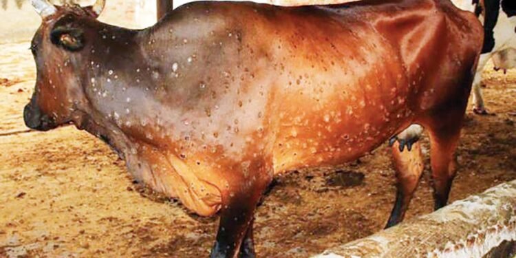 २९ जिल्लाका साढे २७ हजार गाईभैंसीमा लम्पी स्किन रोगको संक्रमण