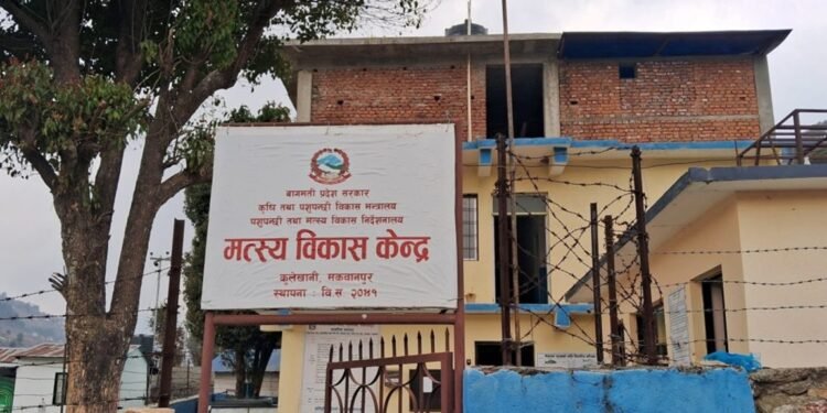 माछा बेचेर ६ लाख १७ हजार रुपैयाँ राजश्व संकलन