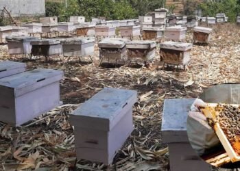 अज्ञात रोगले मौरी मर्न थालेपछि किसान चिन्तित