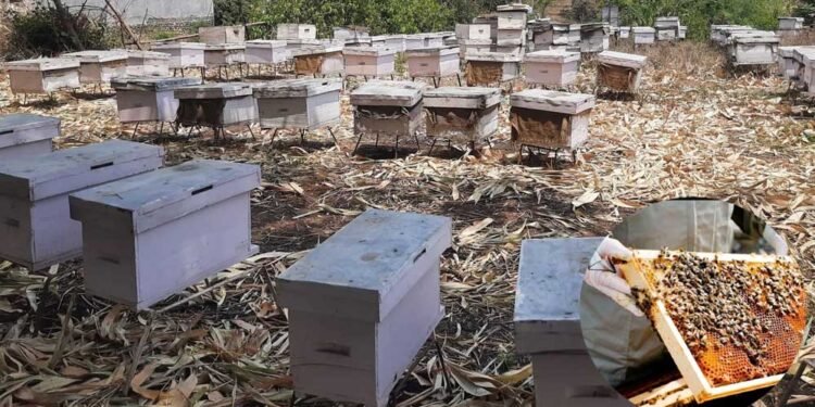 अज्ञात रोगले मौरी मर्न थालेपछि किसान चिन्तित