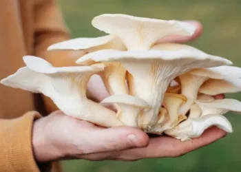 च्याउमा के पाइन्छ, कसरी खाने ?