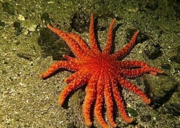 समुन्द्रमा ६० लाख ‘स्टार फिस’ मारिए पछि बैज्ञानिकले सुल्झाए रहस्य, पत्ता लाग्याे नयाँ भाइरस्