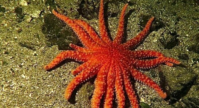 समुन्द्रमा ६० लाख ‘स्टार फिस’ मारिए पछि बैज्ञानिकले सुल्झाए रहस्य, पत्ता लाग्याे नयाँ भाइरस्