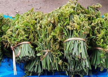 निगुरो बिक्रीबाट घरखर्च चलाउन सहज