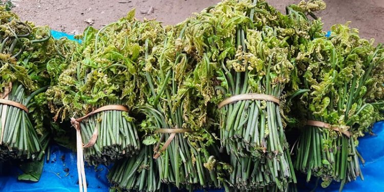 निगुरो बिक्रीबाट घरखर्च चलाउन सहज