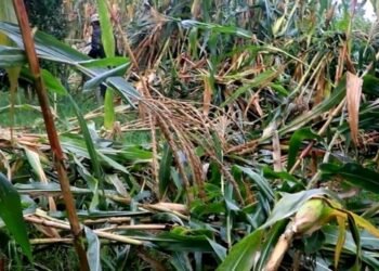 हावाहुरीले मकैबालीमा क्षतिहुँदा किसान चिन्तित