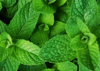 पुदिना स्वास्थ्यका लागी कति फाइदाजनक ?